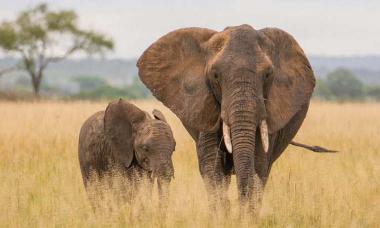8-days-Tarangire-Manyara-and-Serengeti-trip-750x450