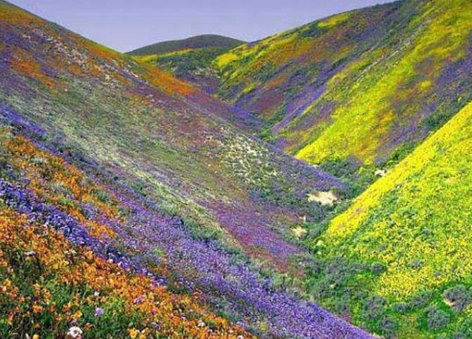 kitulo